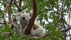 Cute Koala bear sitting on branch and scratching itself