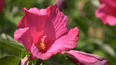 Close-up of a swamp rose-mallow flower ( Hibiscus moscheutos )