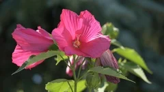 Some swamp rose-mallow flowers ( Hibiscus moscheutos )