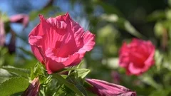 Two swamp rose-mallow flowers ( Hibiscus moscheutos )
