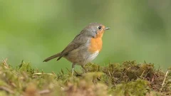 european robin bird animal on ground feeding being scared fly away