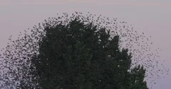Huge flock of birds flying away from tree