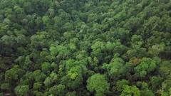 Top Aerial View of Dense Lush Rainforest Tree Crowns. Intact Pristine Untouched
