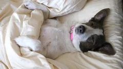 Funny Dog Sleeping On Pillow In Bed Like Human