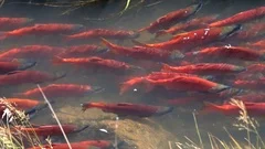 Salmon spawning upstream in slow motion fish stock footage
