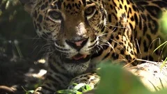 A jaguar snarls and shows teeth close up in the jungle of Belize.
