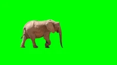 African elephant slowly walking seamlessly looped on green screen, real shot.