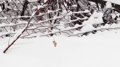Dried leaves from a branch that hung over stretching of the snowfall during t
