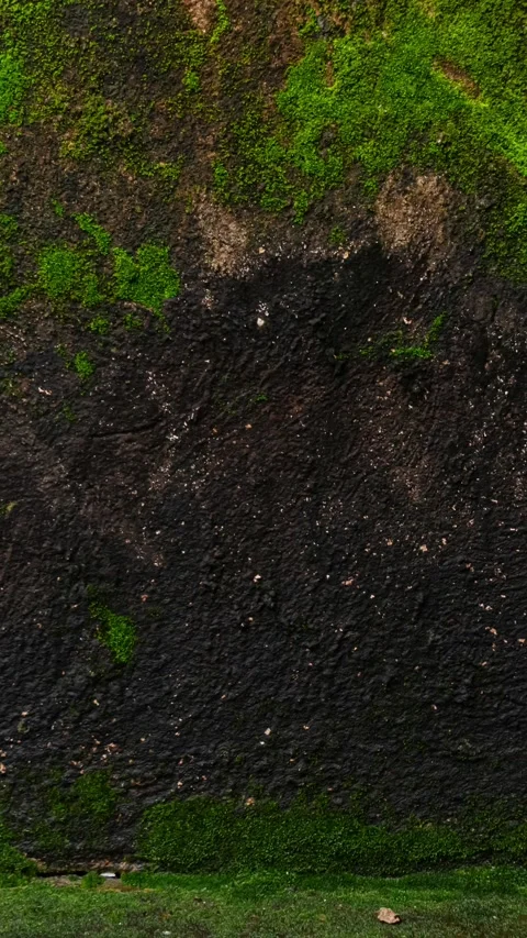 095_Mossy wall texture pattern close up.mp4 Stock Footage 347072404