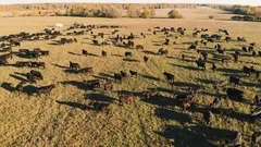 Aerial View Of Autumn Countryside With Grazing Cows. Herding Cattle