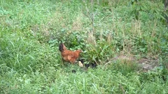 Young Mother Chicken And Chick Eating
