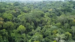 Africa rain-forest aerial view