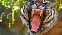 Sumatran tiger (Panthera tigris sondaica) yawning