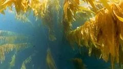 scuba dive descent in kelp forest