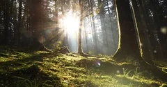 Magical sunny forest fairytale
