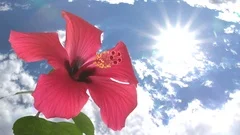 Red hibiscus blossom on background blue sky. Timelapse