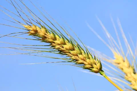 0beautiful view of golden Wheat ears with blue sky background Stock Photos