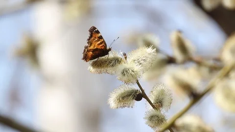 0I2A3513 Stock Footage 106653344