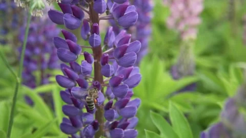 0Z C0431 10 Stock Footage 157504910