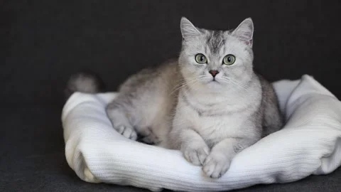 1 00420323 Stock Footage 172343879