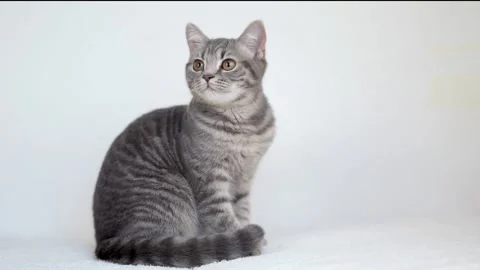 1 00431430 Video stock 172586019