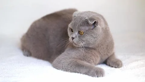 1 00439224 스톡 동영상 172586065