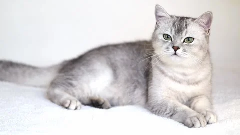 1 00446982 Stock-Footage 172343881