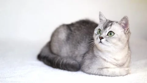 1 00447303 Stock-Footage 172586020