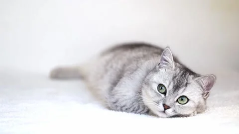 1 00454601 Stock Footage 172343877