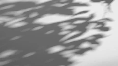 1-13-2022-2gray shadows leaf in wind blowing overlay on white wall Stock Footage 168633073