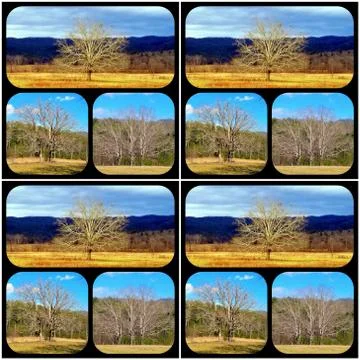 1, 2, 3 Trees Collage Stock Photos