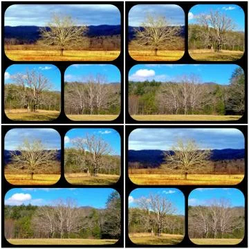 1, 2, 3 Trees Collage Stock Photos