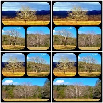 1, 2, 3 Trees Collage Stock Photos