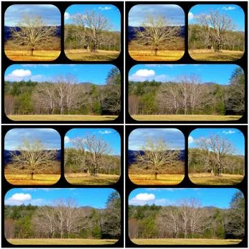 1, 2, 3 Trees Collage Stock Photos