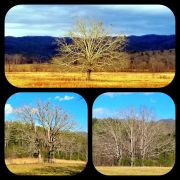 1, 2, 3 Trees Collage Stock Photos