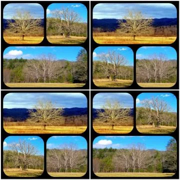 1, 2, 3 Trees Collage Stock Photos