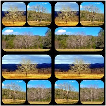 1, 2, 3 Trees Collage Stock Photos