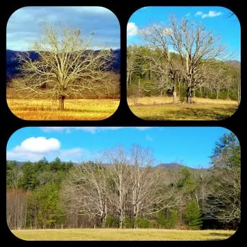 1, 2, 3 Trees Collage Stock Photos