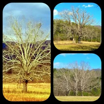 1, 2, 3 Trees Collage Stock Photos