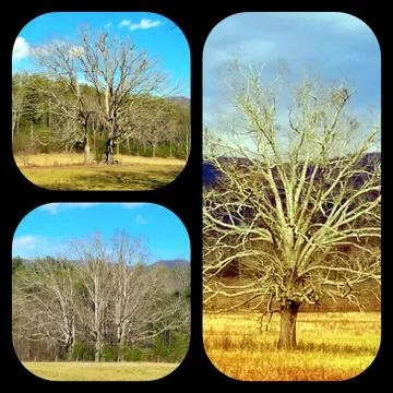 1, 2, 3 Trees Collage Stock Photos