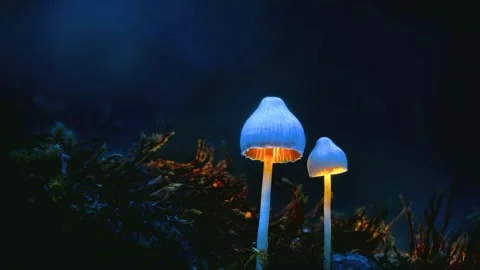 1 (74) Stock Footage 341268831