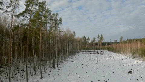 1 Aerial Forest Winter Stock Footage 149303702