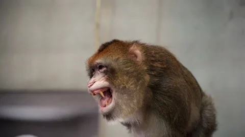1 an angry monkey aggressively showing off its big teeth Video stock 172220470