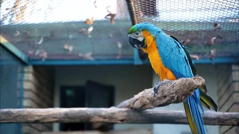 1 a beautiful large macaw parrot with blue-orange feathers and a large sharp Stock Footage 172234847