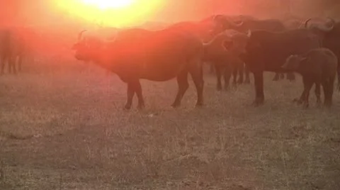1. Bufalo herd at sunset Stock Footage 10610092