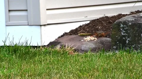 1 Chipmunk eating and running away Stock Footage 243383025