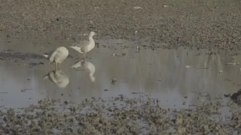 1 Duck Bathing, 1 Duck Standing Stock Footage 65883993