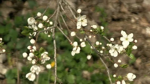 1-everything bloomed 库存影片 126433100