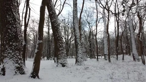 1 first snow in the forest, trees in the snow Stock Footage 267404477