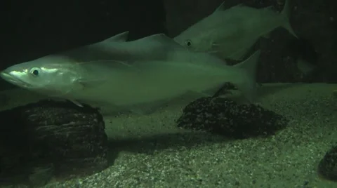 1. fish underwater Stock Footage 5553884